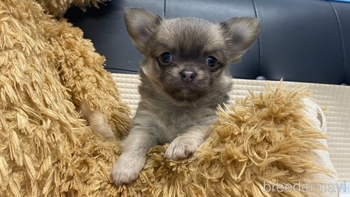 成約済の兵庫県のチワワ(ロングコート)-343438の3枚目
